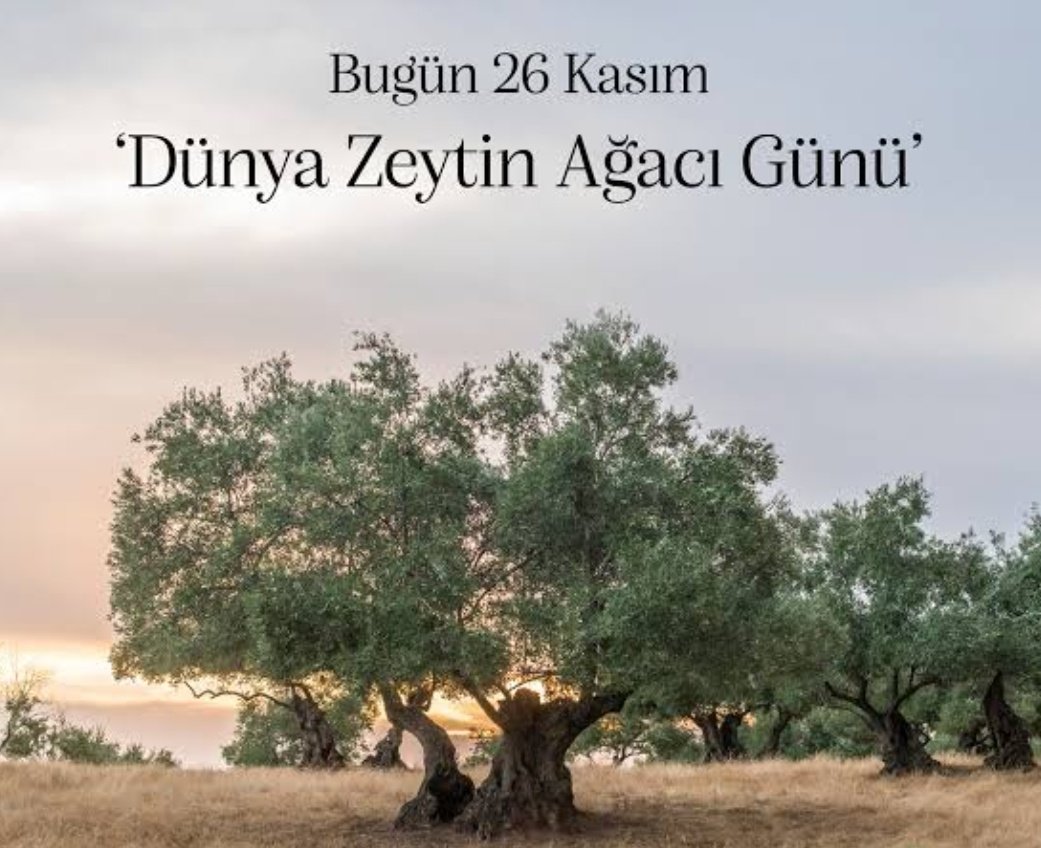 Zeytin Ağacını Korumak, Barış, Akıl ve Uyum değerlerini anlatmak, hayırlatmak amacıyla UNESCO tarafından #26KasımDünyaZeytinAğacıGünü olarak kabul edildi. Zeytin Ağacı'nın Değerini tüm dünya anladı da, bi biz anlayamadık 🤦🏼‍♀️