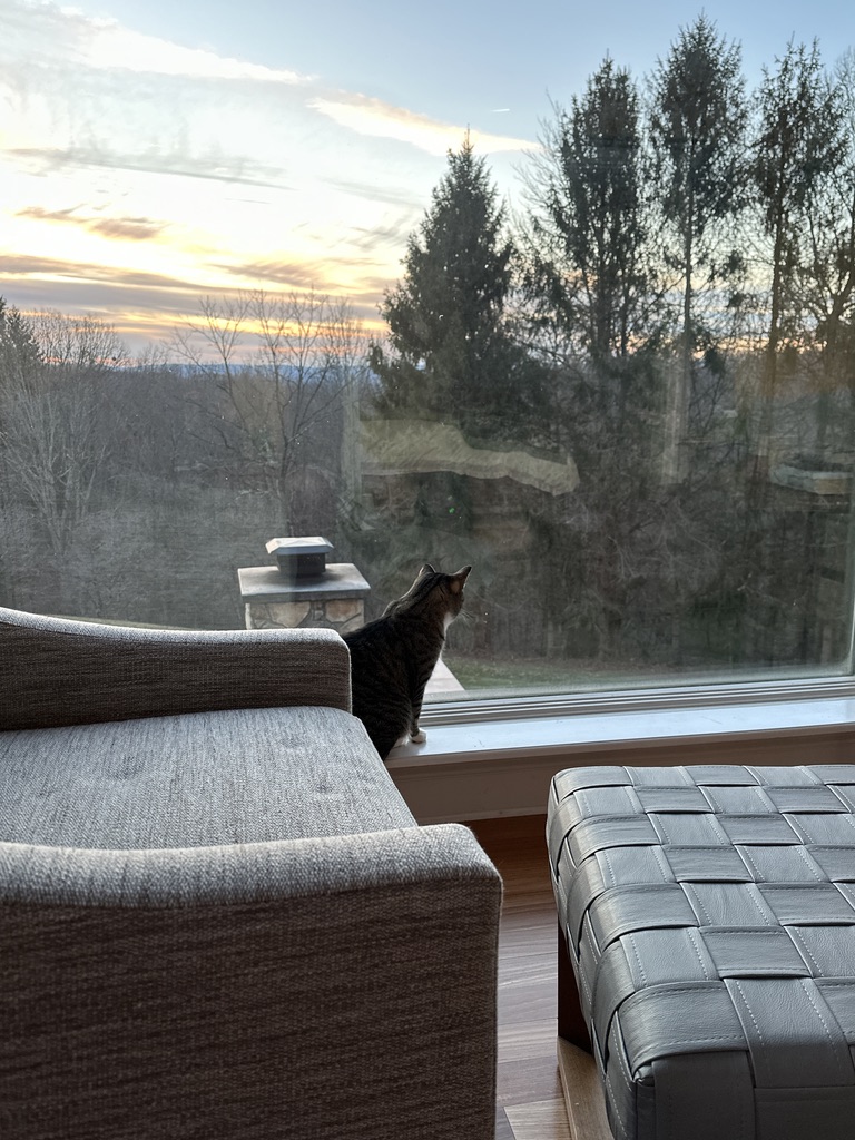 NicoleStoutPT's tweet photo. It's cold out this morning, think I'm just going to monitor the hunting scene from inside, K? Thanks! ~ Love Winnie
#kittyTV #CatsOfTwitter #CatLife #wildandwonderfulWV https://t.co/WlpV1vhUaM