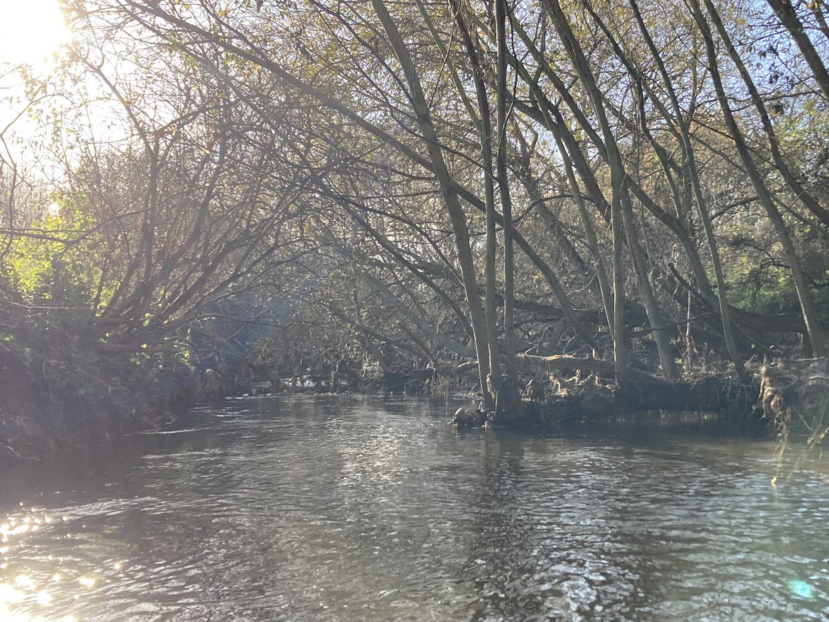 Before/after 
We’d rather invest our community volunteer effort&amp; R&amp;R time removing schedule9 #INNS FloatingPennywort damaging our #RiverLeaDiversion habitat but ‘til <a href="/ThamesWater/">Thames Water 💧</a> stops the chronic spread via  #LeeFloodReliefChannel this isn’t feasible <a href="/LDN_environment/">LDNMayor Environment</a> <a href="/RamsarConv/">Convention on Wetlands</a>