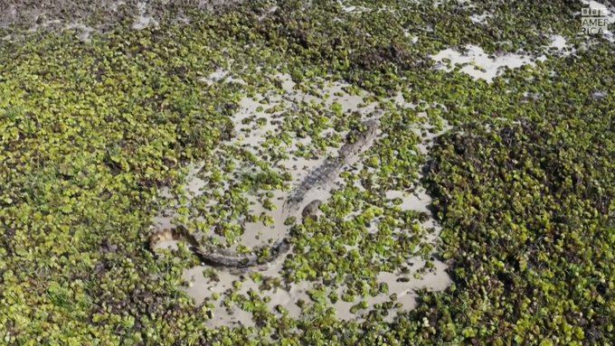 Hunting prey that knows you're there is a difficult feat, so mugger crocodiles have learned how to exploit<a href="/tag/planetearth3"class="tags"><span>#planetearth3</span></a>