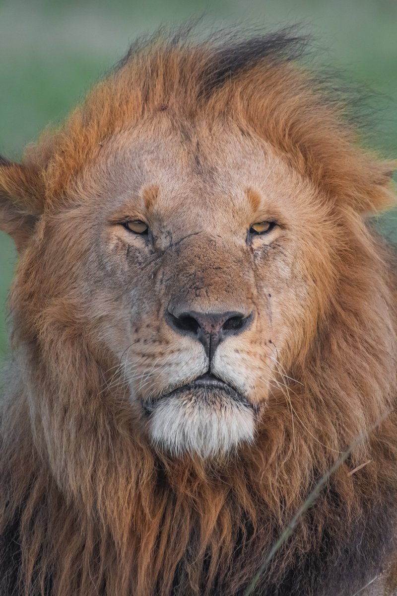 Blackrock Warrior Olobor | Masai Mara | Kenya
#africanlionsafari #discoverychannel #lionsofmara #discoverwildlife #masaimarareserve #blackrockboys #masaimaranationalpark #lion #bownaankamal