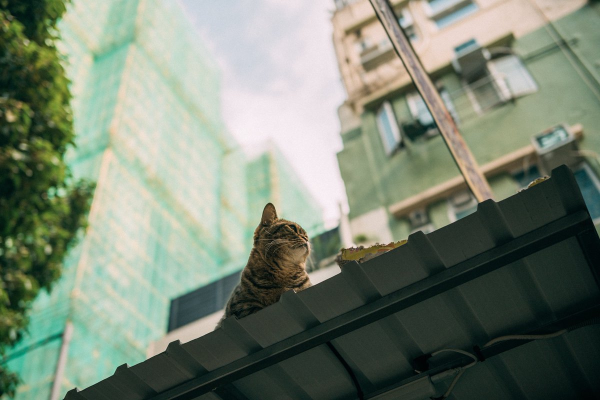 CCTV #Nikon #NikonZ #Zf #ニコン #Cat #Kitten #ネコ #HongKong #NikonHongKong #NikonAsia #Zcreators