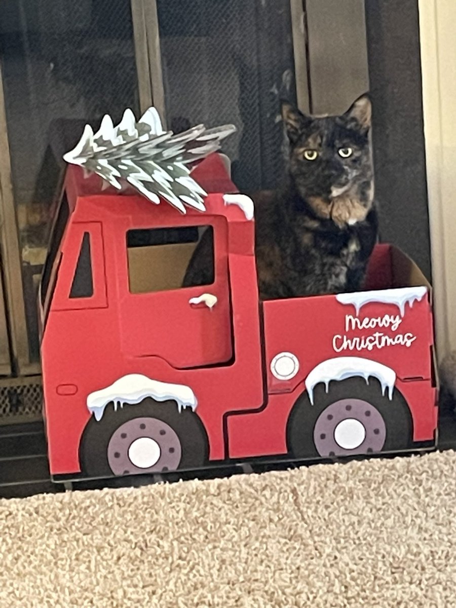 lotcatnip's tweet image. Good morning from Millie.