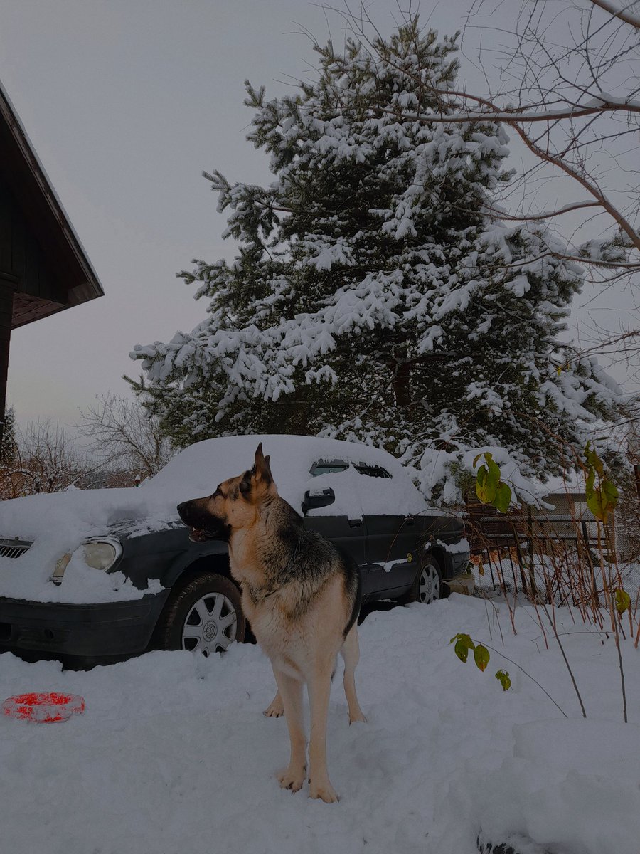 Гном и пёс 🐕 😀❄️