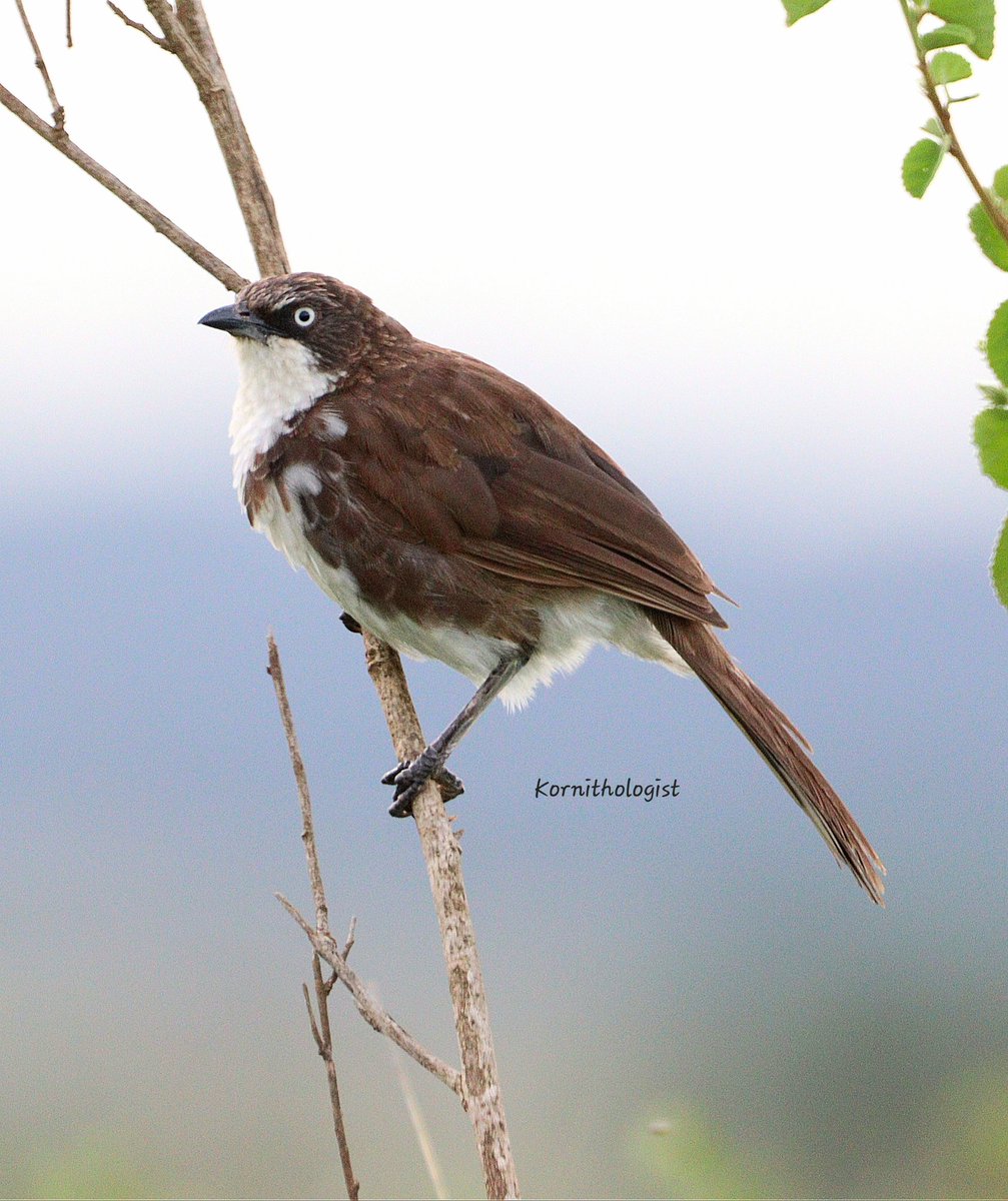 The Northern Pied Babbler
#BirdsSeenIn2023 #Kenya #ThePhotoHour #IndiAves #BBCWildlifePOTD @davidsharpe007 #TwitterNatureCommunity #popphotooftheday #BirdsOfTwitter #bbccountryfilemagpotd #naturelovers #birdoftheday  #photographylovers #PhotoMode #birdphotography #birds