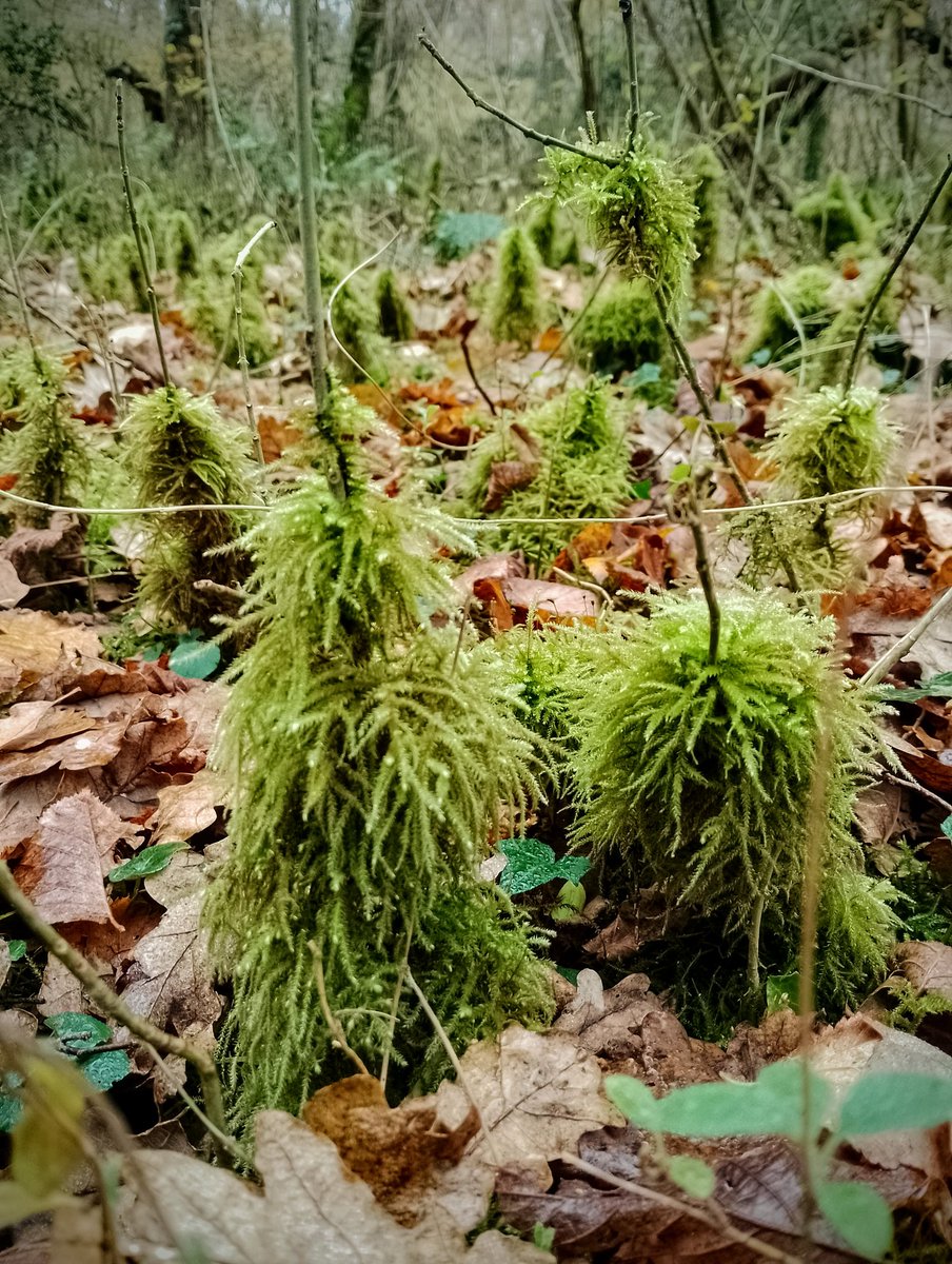 andyexperience's tweet photo. On our woodland walk we discovered a miniature forest of mossy trees. Christmas trees for the wood fairies? https://t.co/kKo2Yw5YTE