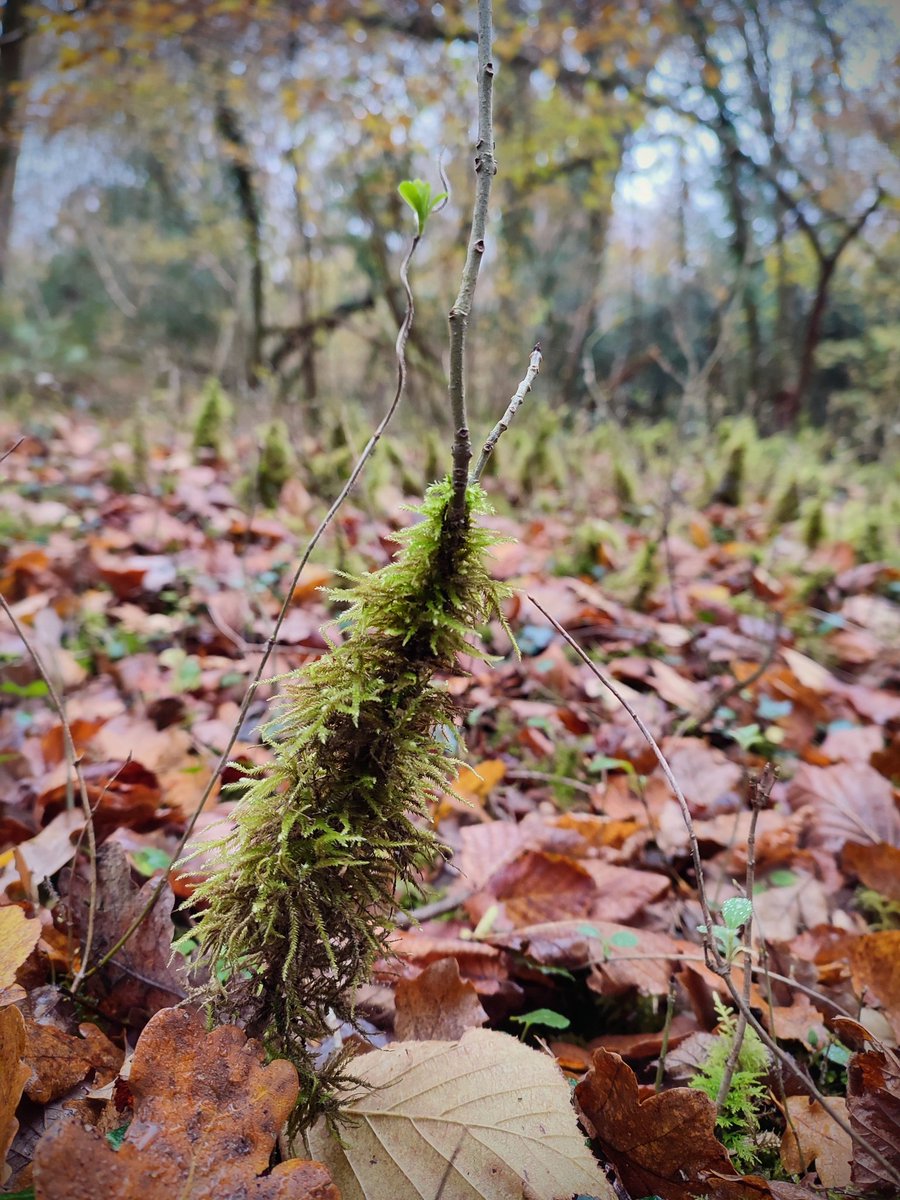 andyexperience's tweet photo. On our woodland walk we discovered a miniature forest of mossy trees. Christmas trees for the wood fairies? https://t.co/kKo2Yw5YTE