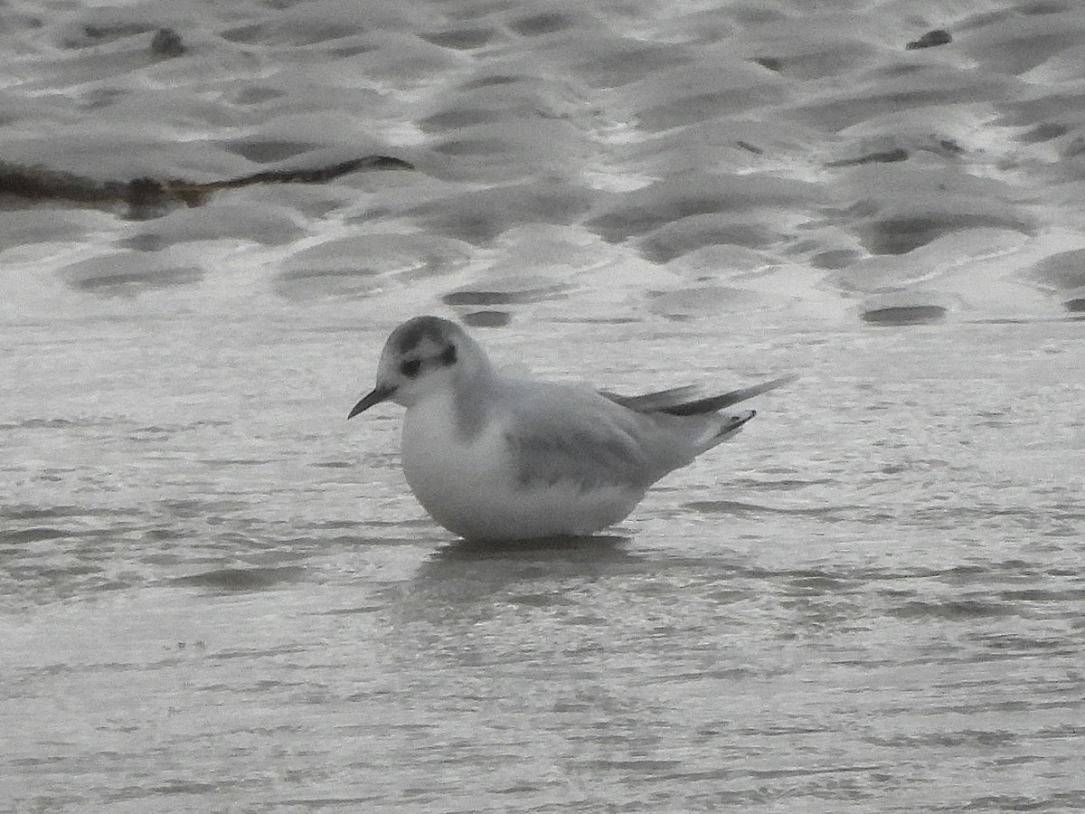 2w Little Gull off Eoligarry jetty again brightening up a rather gloomy Barra lunchtime #barrabirders
