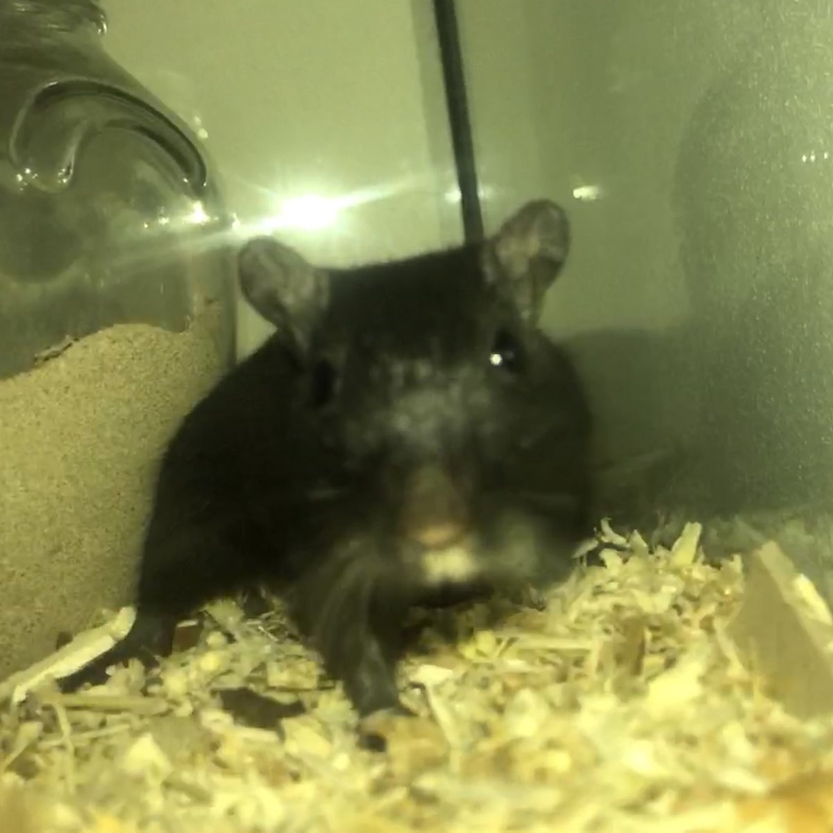 Maushausen's tweet photo. Natürlich gibt’s von den beiden Jungs auch noch Photos
https://t.co/HirOwh9Yju #Mäuseroulette #Mäuseroulett #SpielmitderMaus #Mäusespiel #Maushausen #Gauklermaus #Mäusegaukler #Germanmediart #Wettendass #CMPunk #izmir #NCT127 #Gottschalk #ThomasGottschalk #youtube https://t.co/YJfaNNL4Vg