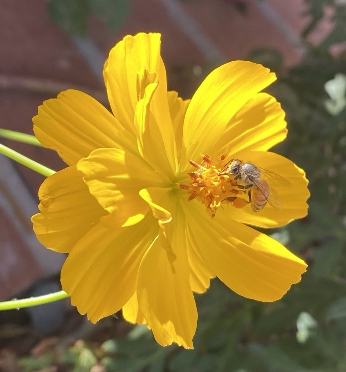 Happy #SundayYellow from our walk yesterday and the busy bees. #flowers #GardenersWorld