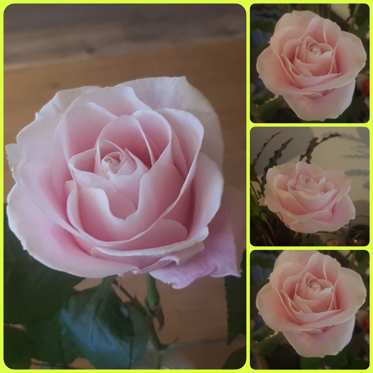 <a href="/lientje1967/">Caroline van der Plas</a>  
Bedankt voor de prachtige roos #sweetcaroline 

Wat een sterke en mooie roos. Heel blij mee 
<a href="/Bernhardplanten/">Kwekerij Bernhard</a>