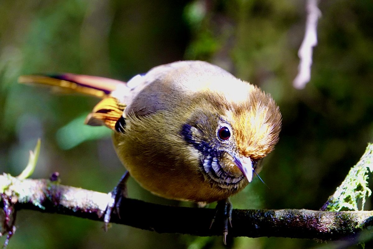 MalleyAndrew's tweet image. A great couple of weeks in Northern Thailand with Alison, good birds, walking and sightseeing. Pictured: Chestnut-tailed Minla, Yellow-bellied Fairy Fantail and Himalayan Shortwing.