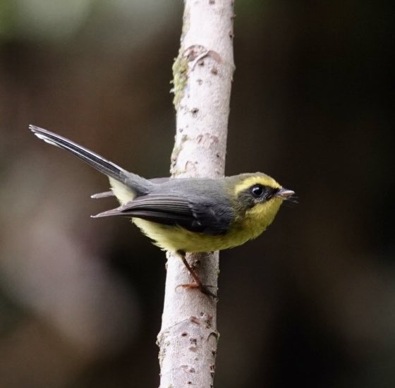 MalleyAndrew's tweet image. A great couple of weeks in Northern Thailand with Alison, good birds, walking and sightseeing. Pictured: Chestnut-tailed Minla, Yellow-bellied Fairy Fantail and Himalayan Shortwing.