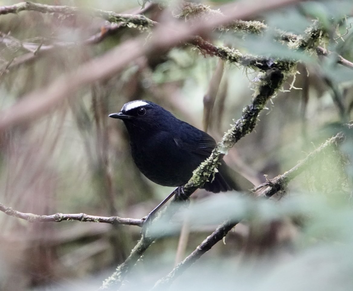 MalleyAndrew's tweet image. A great couple of weeks in Northern Thailand with Alison, good birds, walking and sightseeing. Pictured: Chestnut-tailed Minla, Yellow-bellied Fairy Fantail and Himalayan Shortwing.