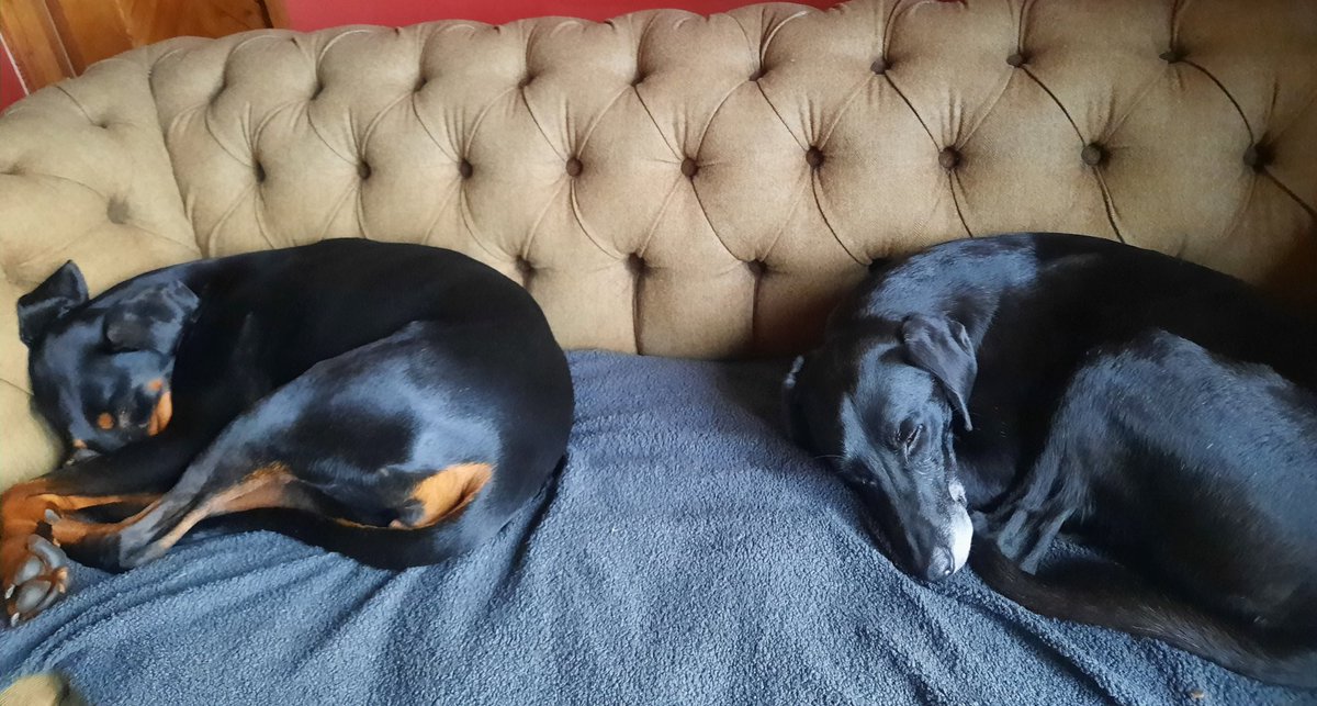NotBadForHerAge's tweet photo. It's a dogs life.. #fastasleep #Damson #Dobermann #Fred #sleepingdogs #dogsoftwitter https://t.co/56QYLdsK7M