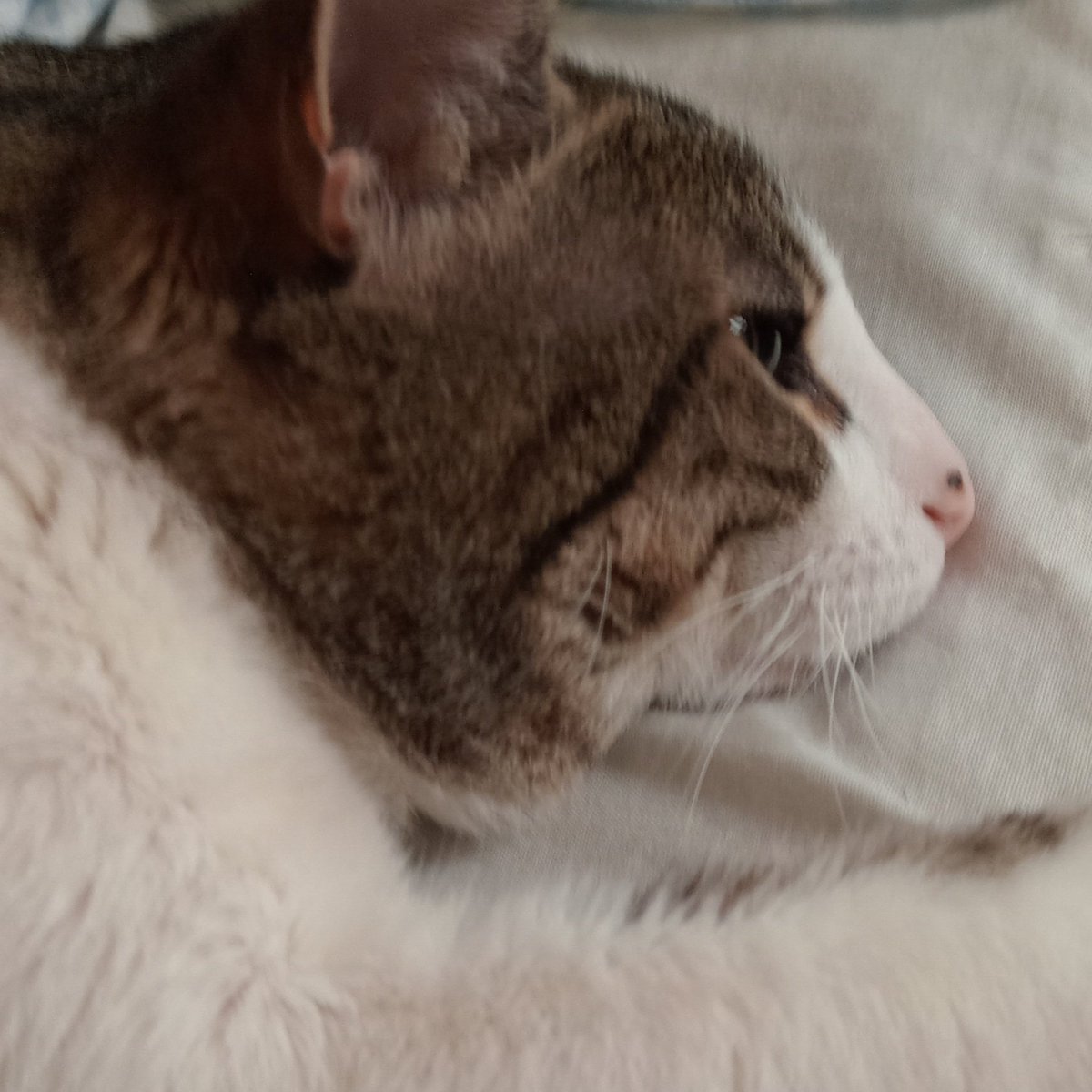 ShineQueenM's tweet photo. Redondo 📸🐈
#ph #photography #photoshooting #cat #pet #model #modeling #catmodel #fotografia #gato #Harry #animal #modelo #gatomodelo https://t.co/1Nh3JiccoB