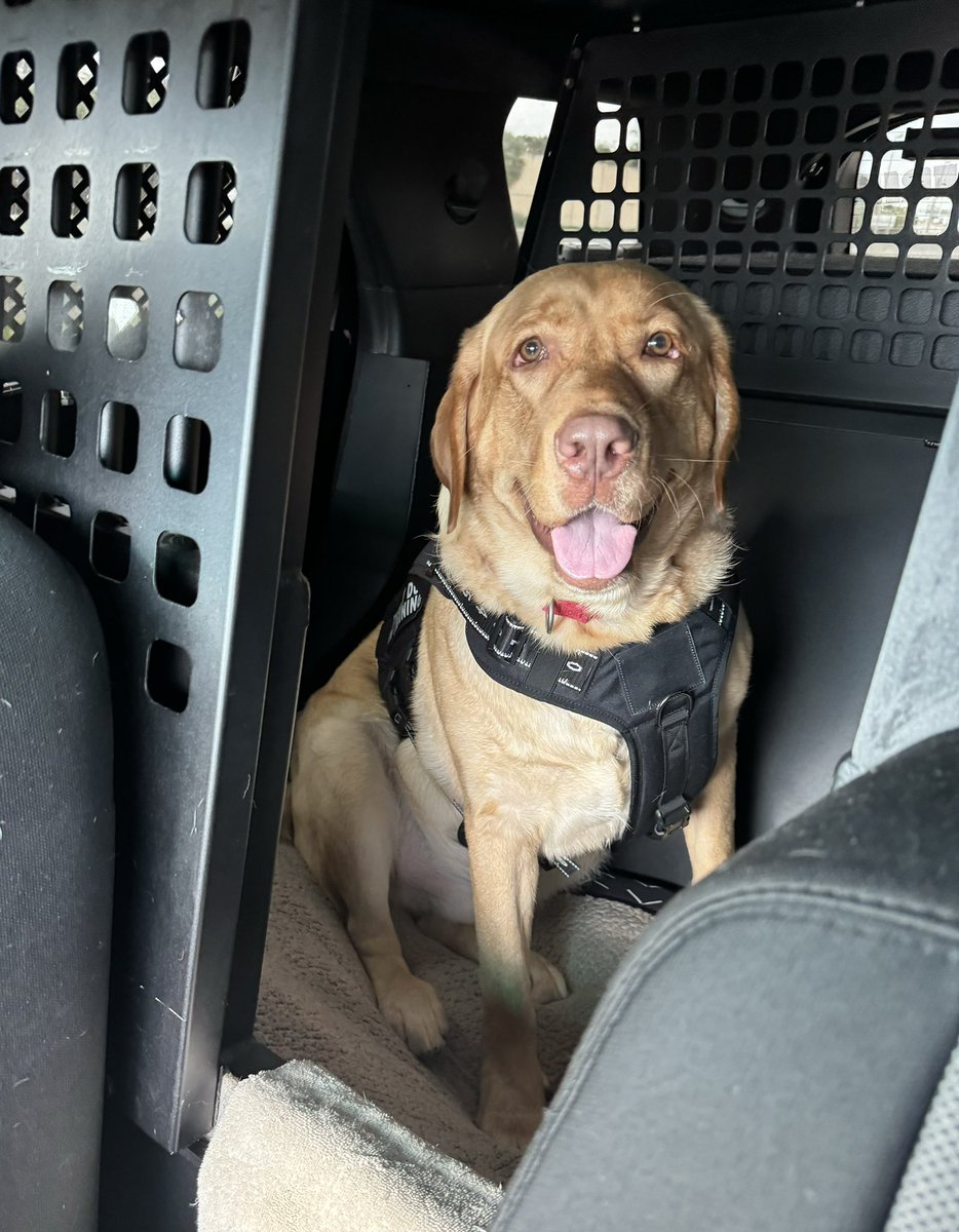 Oliver is on his way to his first event. I’m proud of him. #futuretherapydog #firstresponderspack #labrador #peersupport #giveback #makeadifference