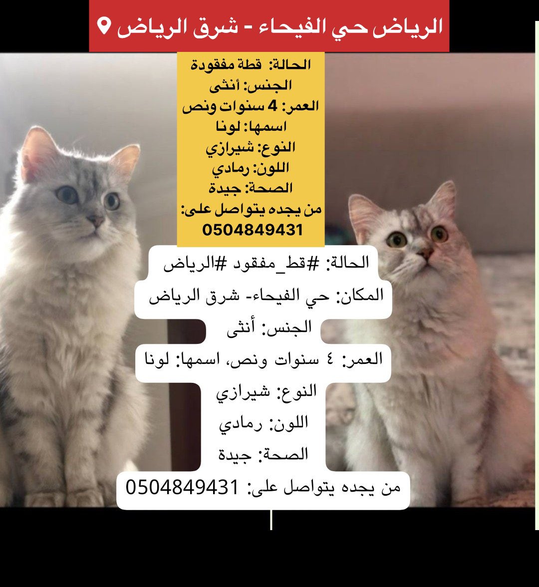 missingpetscare's tweet photo. الحالة: #قط_مفقود 
#الرياض 
المكان: حي الفيحاء - شرق الرياض 
الجنس: أنثى  
العمر: 4 سنوات ونص
اسمها: لونا
النوع: شيرازي 
اللون: رمادي
الصحة: جيدة
من يجده يتواصل على: 0504849431
#قطط_الرياض #قطط_الرياض_مفقودة #قطط_مفقوده #قطط #الرياض_الان 
@RiyadhCats @StoppIttt @soft0paws @Happy_rescues @happypawsksa 
@soundsoul369 @ftomy2021 @MissingCat4  @Catpeopleksa @aad_fs @Candle310 @helah_abdullah @smaljohani @Bnota1886 @cats2017_ @resqueingcats @1122334455667Rr @sos_cat_sa @lostnfound_sa  @Safehaven_team