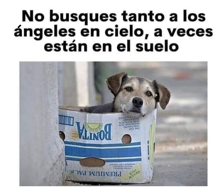 PlataformaALTO's tweet photo. Adopta un amigo🥰🐶
#LaMascotaDeMiVida https://t.co/kNfhVIS027