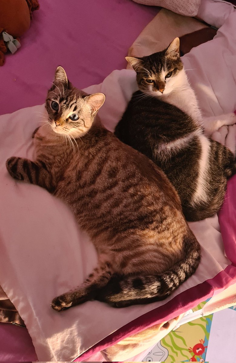 Tedi Oancea tweet media