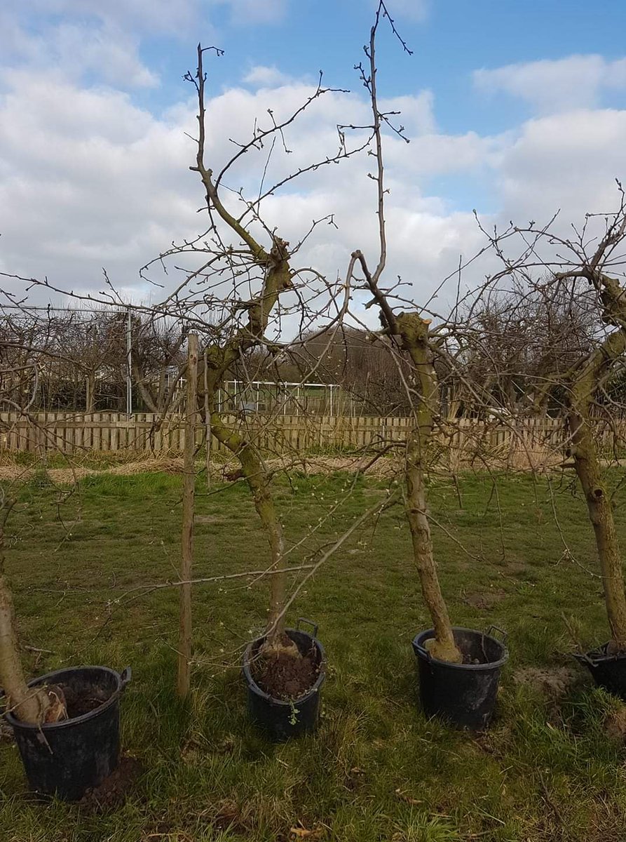 We gaan weer binnenkort te rooien oude appelbomen Jonagold verkopen uit de Zelfplukboomgaard. Ze worden binnenkort met een minigraver gerooid zodat ze met een beperkte kluit verplant kunnen worden. Te planten liefst voor het nieuwe jaar. Meer info: zelfplukboomgaard.nl/verplantbare-b…