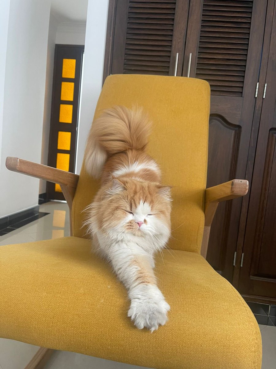 #LaMascotaDeMiVida 

By Aureliano