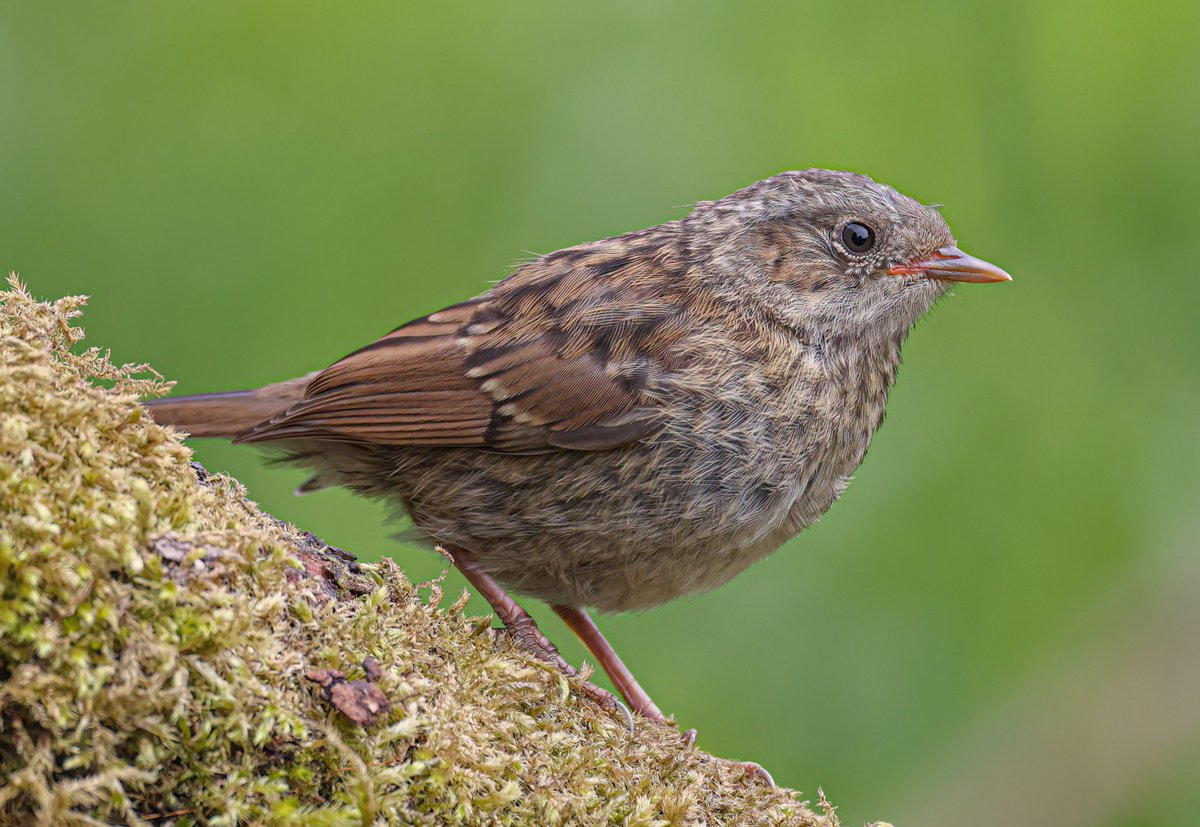 The dunnock (Prunella modularis) is a small passerine, or perching bird, found throughout temperate Europe and into Asian Russia. Dunnocks have also been successfully introduced into New Zealand. It is by far the most widespread member of the accentor family; most other accentors…