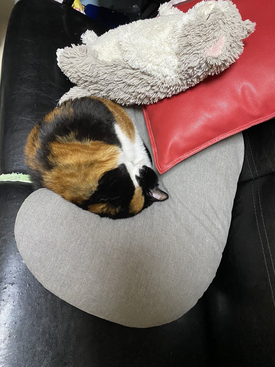 kwncat's tweet photo. 0歳と3歳に尻尾引っ張られたけど、頑張って怒るの我慢した偉い子です。 https://t.co/mBI43ra7Xm