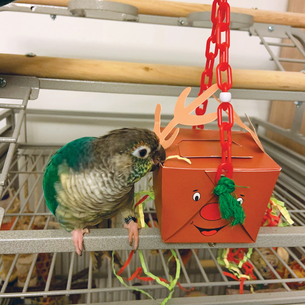 NorthernParrots's tweet image. Look at this lovely #Conure loving their foraging box. #parrot #birdtoys northernparrots.com/reindeer-forag…