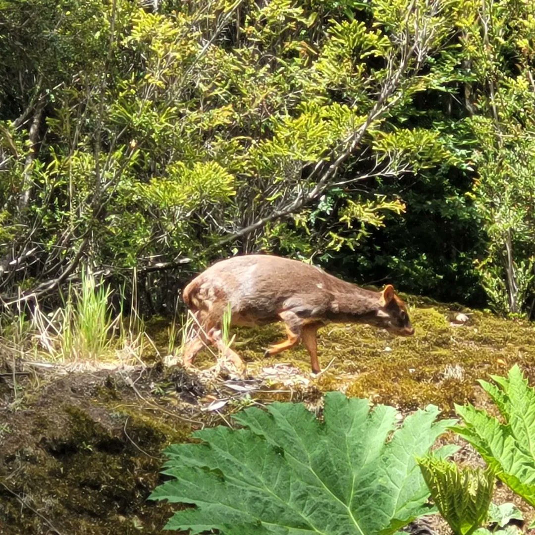 Les compartimos esta ruta recomendadisima en el Parque Tepuhueico ☀️

Valor de la entrada
$5.000 adultos
$2.500 niños

Llevar mochila liviana.

#chiloé #islamágica #arbol #nativo #bosquenativo #bosquechilote #faunasilvestre #chonchi #tepuhueico #turismo #ecología #conservacion