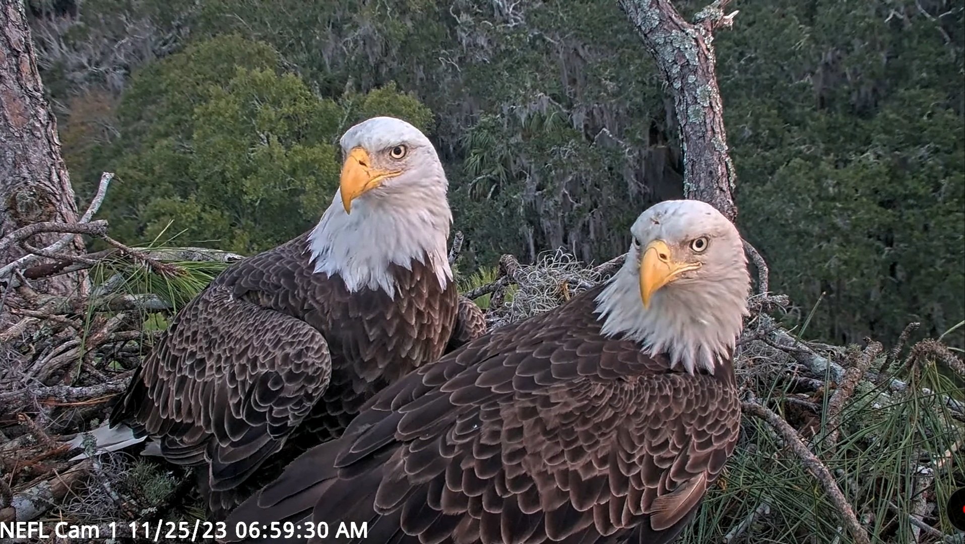 The NEFL Hamlet nefleaglecam X