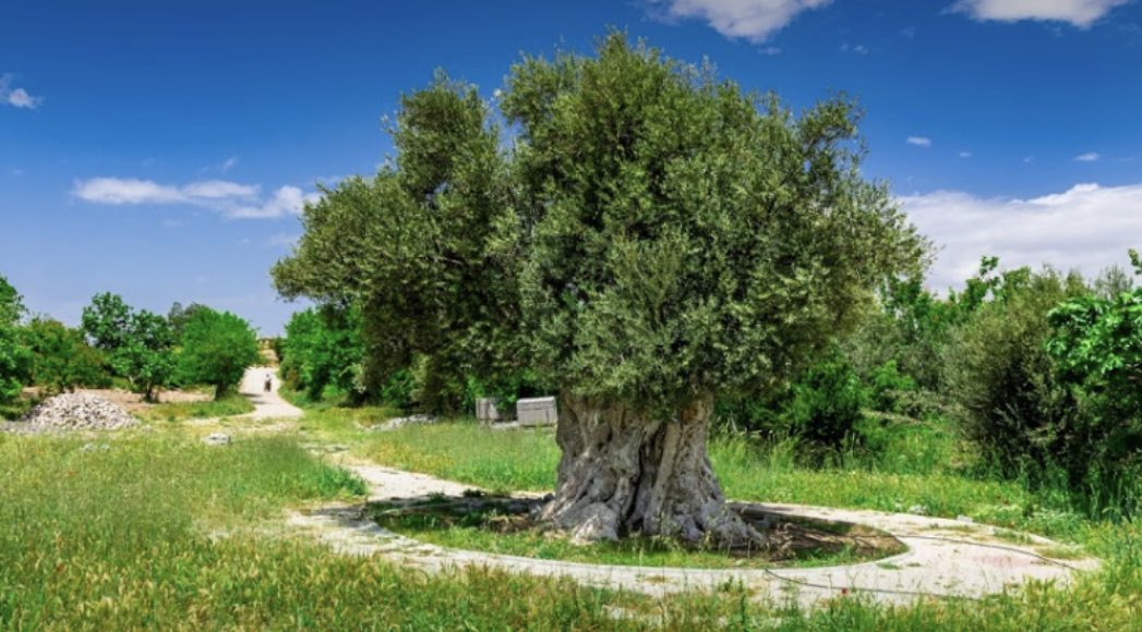 Prof. Dr. Güner Sönmez tweet media