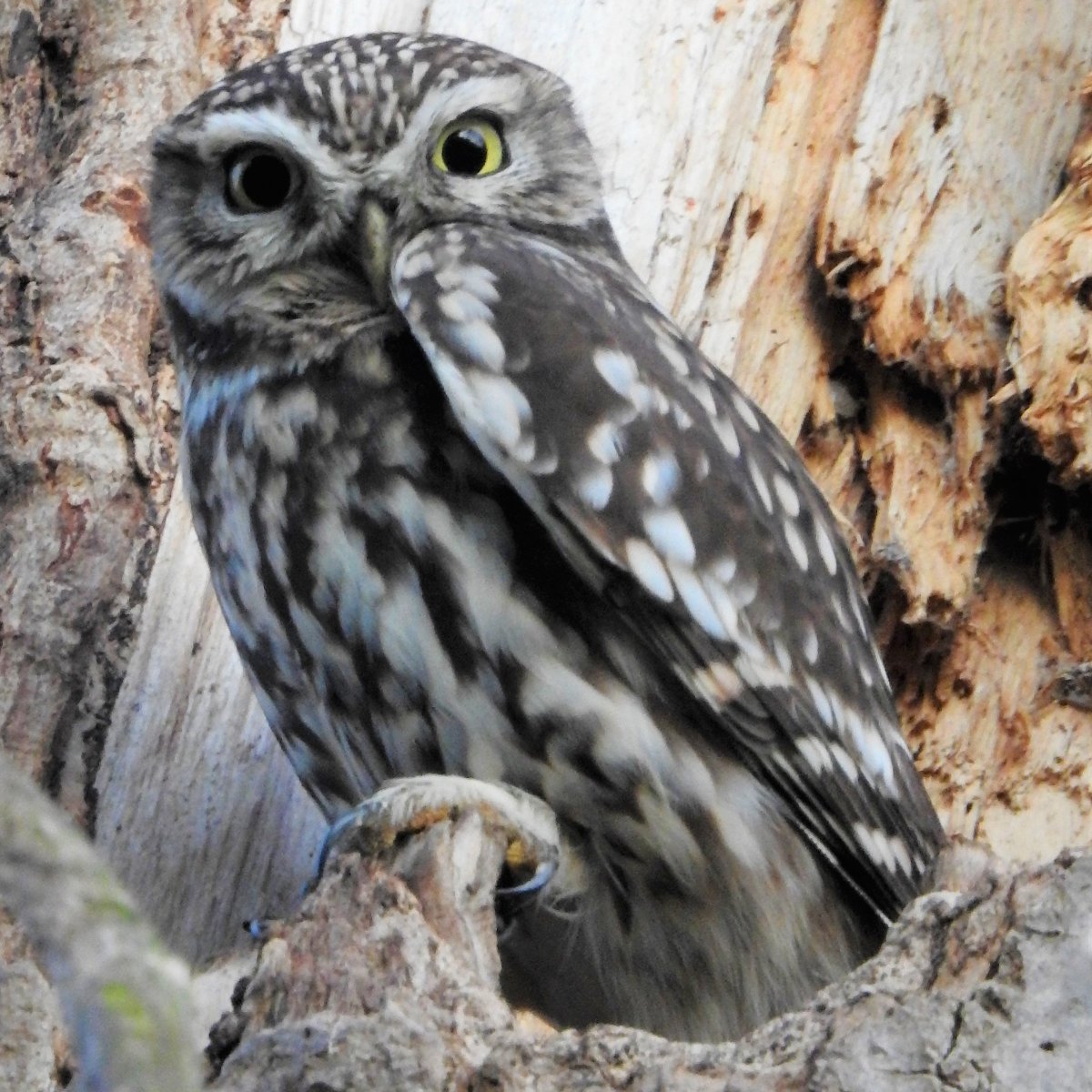 Eye Spy.

Little Owl on Hackney Marshes.

#LondonBirds #nature #wildlife #BirdsOfTwitter #hackney @WildLondon @SaveLeaMarshes