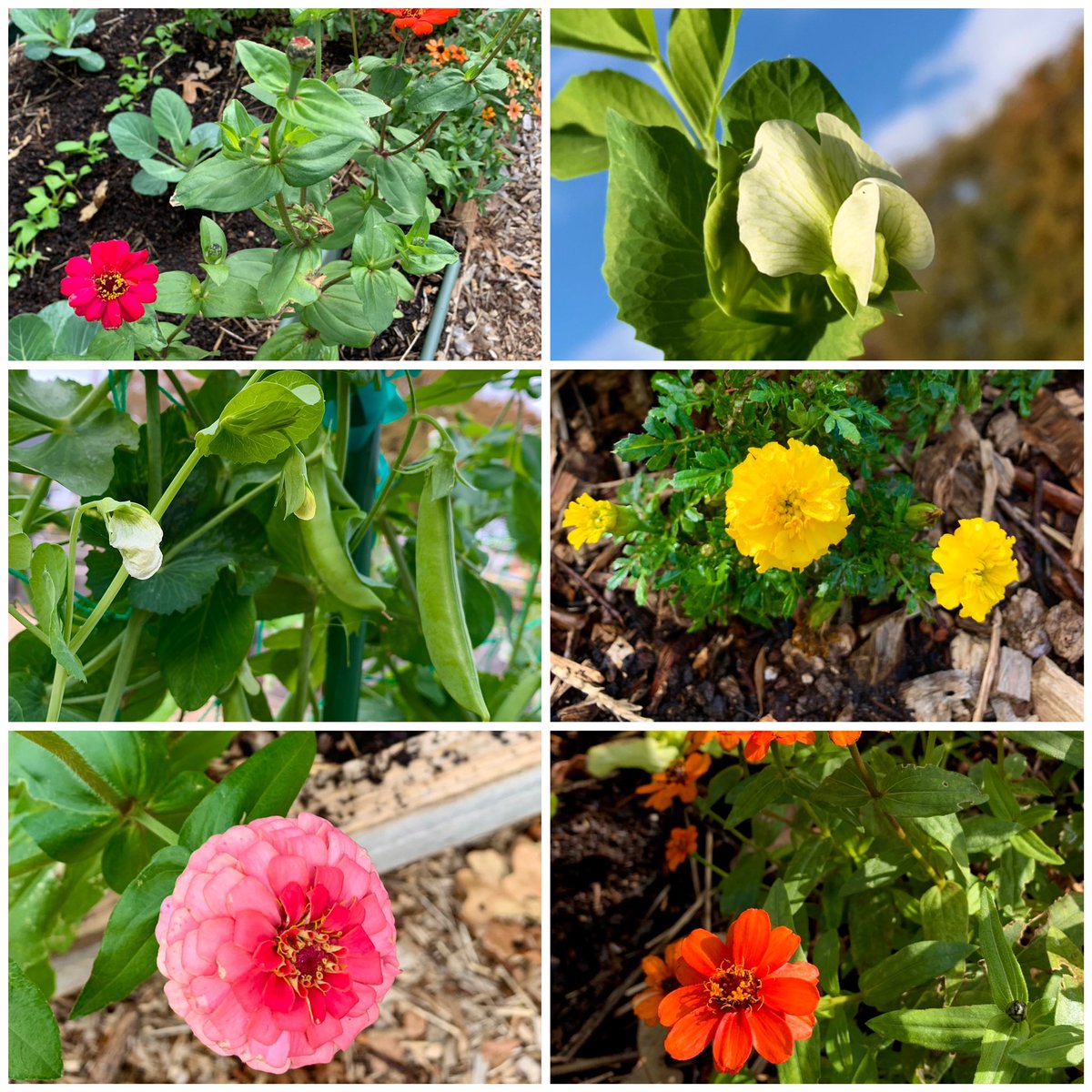 #Garden #flowers and peas are still blooming even though we’ve had chilly mornings. Loving the hardy and delicious #peas from <a href="/rareseeds/">Baker Creek Seeds</a> 😋 
#SixOnSaturday #SundayYellow