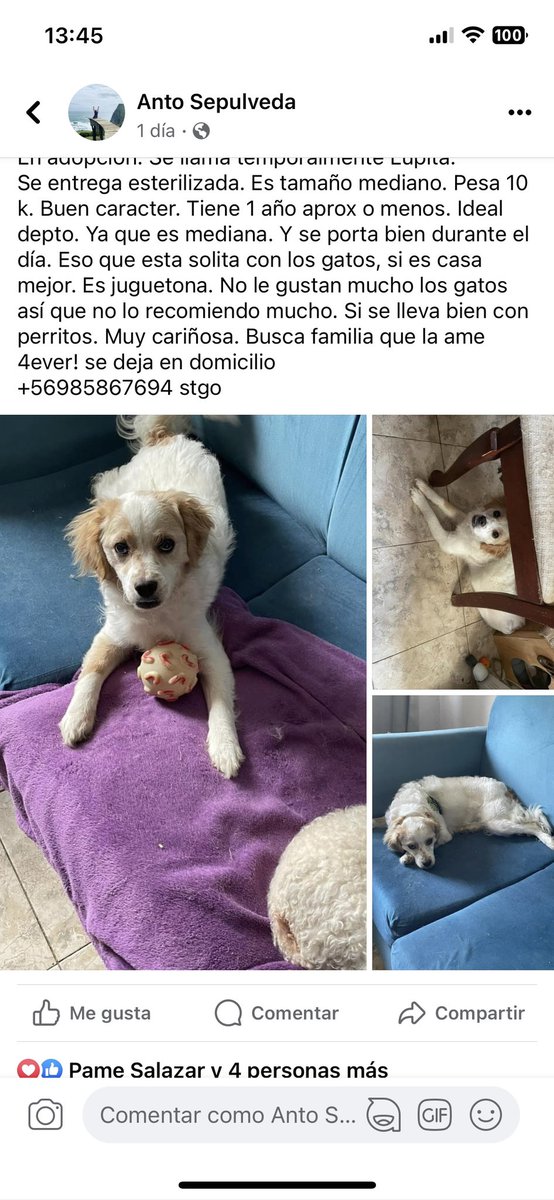 Bella perrita en adopción. Tiene 1 año aprox. Bien portada ideal dpto, tamaño mediano. Esterilizada. +56985867694 stgo <a href="/patrmarsh/">𑁍ᑭᗩT ♀️🟣</a> <a href="/PerrosPlazaHuem/">Perras Tuiteras🐾 Barrio Franklin 🇨🇱🐶🐱</a> <a href="/_PameSalazar/">Mamá Cachorro  मणि पद्मे हूँ</a> porfis df