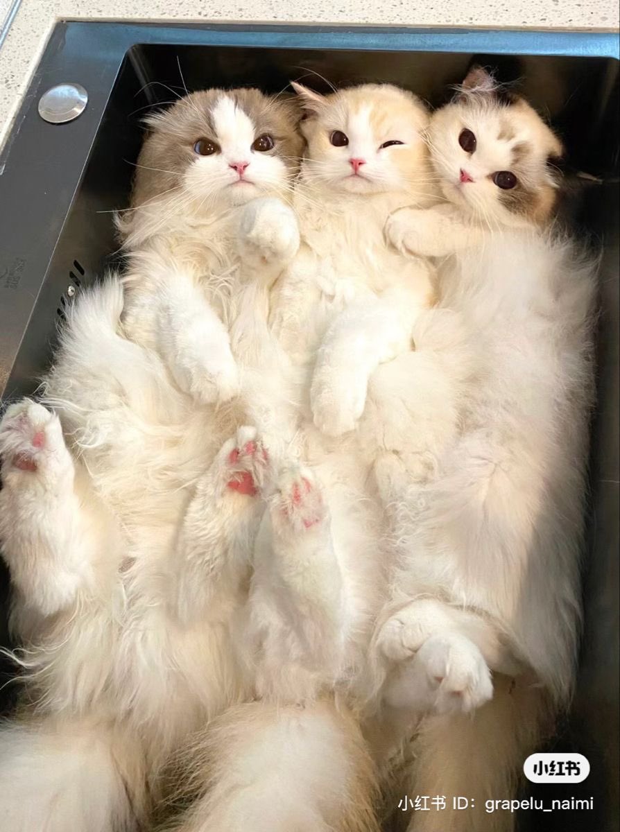 cat with confusing auras (@cat_auras) on Twitter photo 