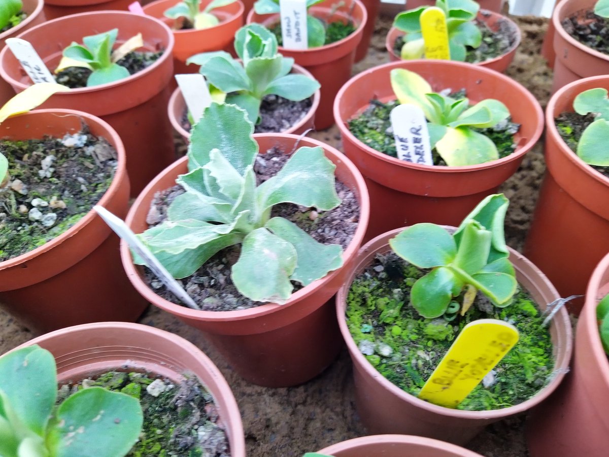 NAPS_North's tweet photo. Plants now resting in unheated greenhouse, on sand. Kept fairly dry. A few yellowing leaves to remove. https://t.co/yg1BlADJsZ