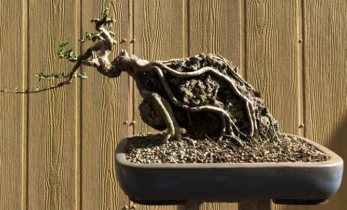ChangeOrFail's tweet photo. Hard pruning of a Japanese Premna on a rock after a prolonged period of unchecked growth. Have a great Sunday! #StayDrivenByWhatYouLove #EmblemBonsai #tropical #bonsai #Premna #rock #afra #art #gardening #BonsaiGetsMeWired https://t.co/wJPh1uTFRV