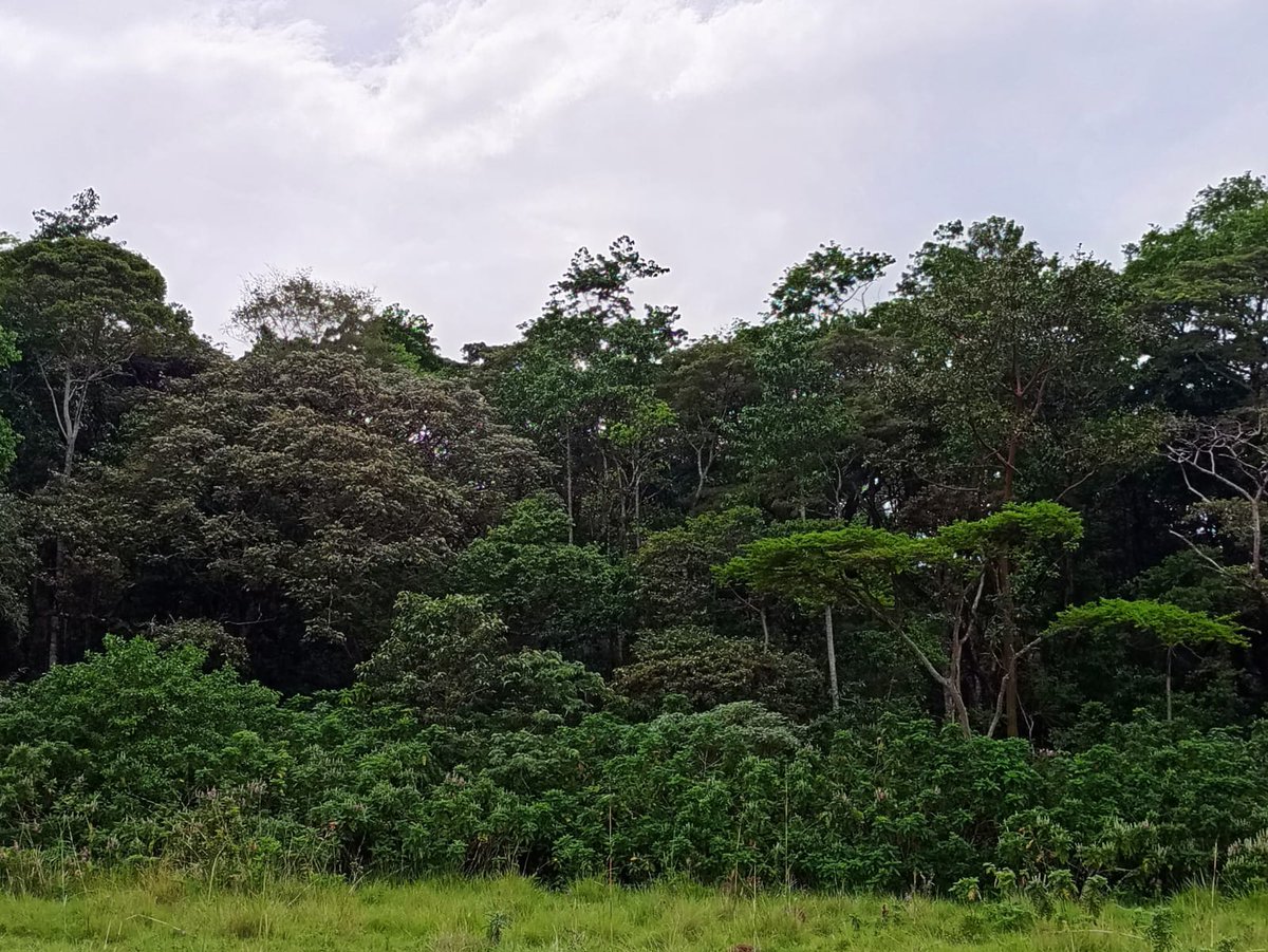 lrf_ke's tweet photo. Kakamega County @WeAreVCA  #BootCampDay2

We the @WeAreVCA team visited Kakamega forest the largest and the only tropical rain forest in Kenya. It is the home to 380 species of trees, 330 species of birds, 27 species of birds, 7 primates, 400 species of butterflies &amp; mammals. https://t.co/el5hLlsgBT