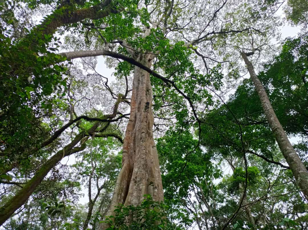 lrf_ke's tweet photo. Kakamega County @WeAreVCA  #BootCampDay2

We the @WeAreVCA team visited Kakamega forest the largest and the only tropical rain forest in Kenya. It is the home to 380 species of trees, 330 species of birds, 27 species of birds, 7 primates, 400 species of butterflies &amp; mammals. https://t.co/el5hLlsgBT