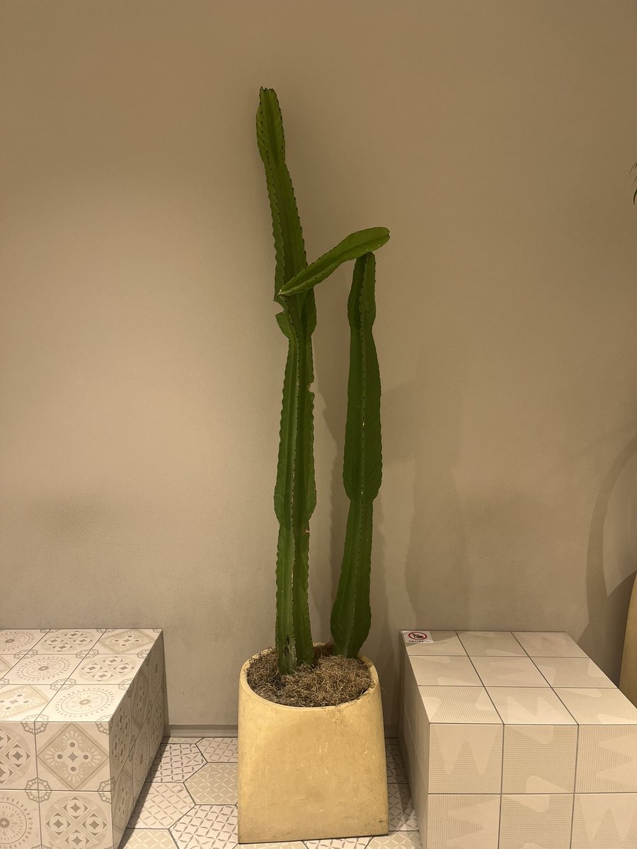 今日はやりたかったこと全部できたっ！
明日からも頑張りましょー！
おやすみなさい🌵