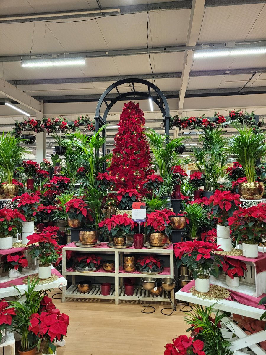 BexHeadTeacher's tweet photo. That's my garden all sorted (bottom left)...hard work, but I kinda like it...phew๐๐คฃ
Thanks for the ideas ๐๐ had a lovely womble around there๐ฅฐ๐ #WebbsofWychbold
#Christmas
#FestiveSeason
@Gaiinz
@ed_objective
@ReallyschoolK
@Beth_Tastic
@mattfoster2010 https://t.co/LIJMCHxGNj