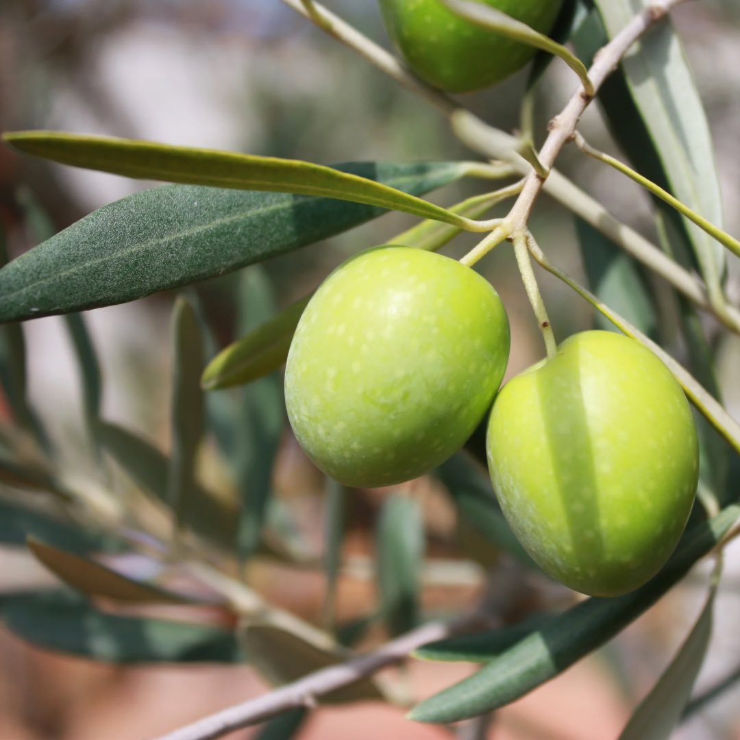 COITAND's tweet photo. Y hoy celebramos el Día Mundial del Olivar 🫒, tan ligado a nuestra historia, orografía y economía - y de todo el Mediterráneo- y tan trascendente por sus métodos y procesos agrícolas que lo convierten en un ecosistema vital para la biodiversidad. https://t.co/9godJ6wtql