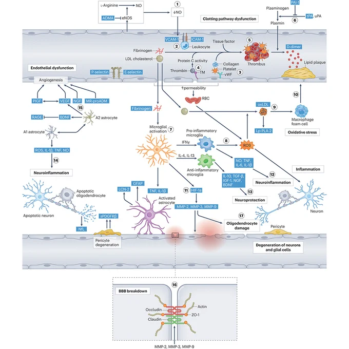 This is figure 1, which shows pathophysiological processes of vascular cognitive impairment and dementia, their interactions and potential biomarkers.
