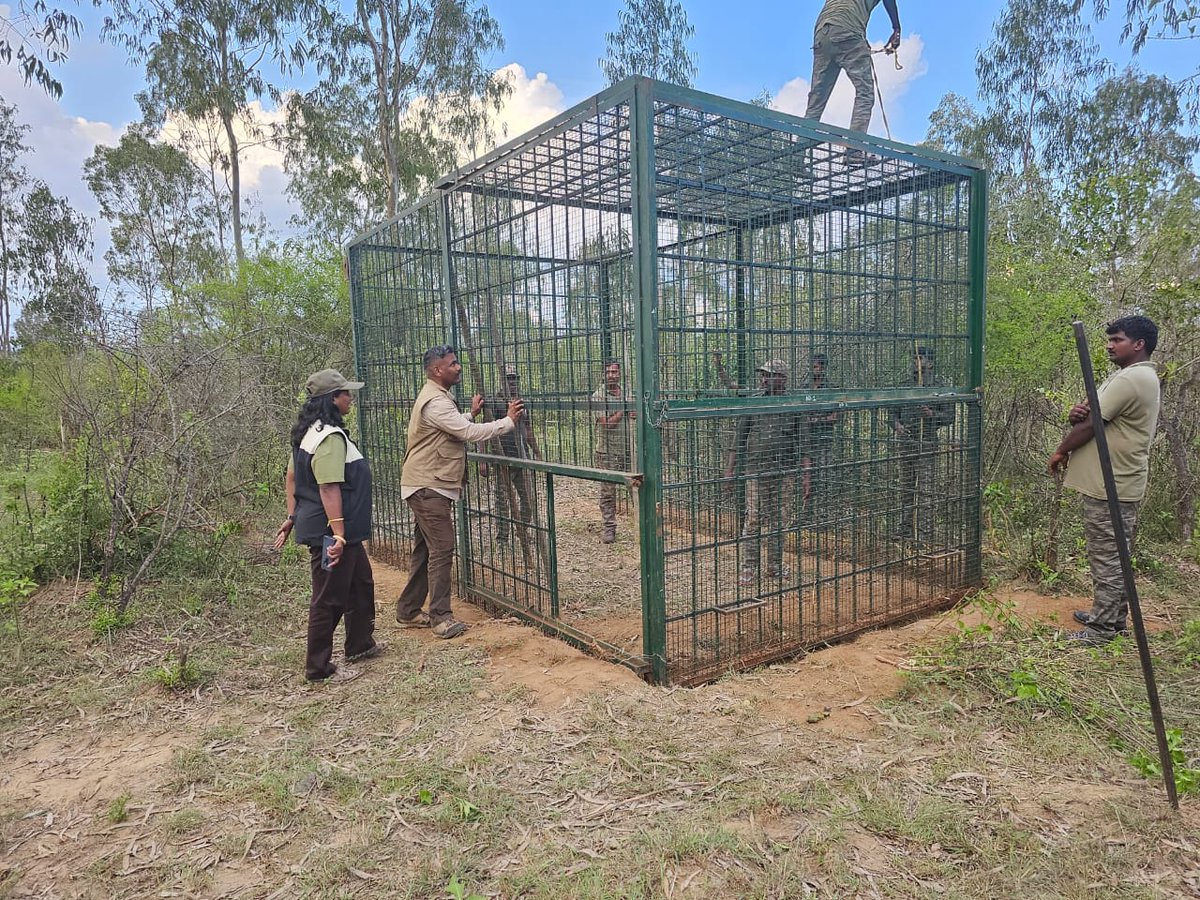 KANTH_TNIE's tweet image. #BandipurTigerReserve #foresters place trap cage brought from #Shivamogga to capture #tiger which killed Rathamma @ Balluru Hundi village #Nanjangud #Mysuru @santwana99
@Cloudnirad
@ramupatil_TNIE
@XpressBengaluru
@NewIndianXpress
@KannadaPrabha
