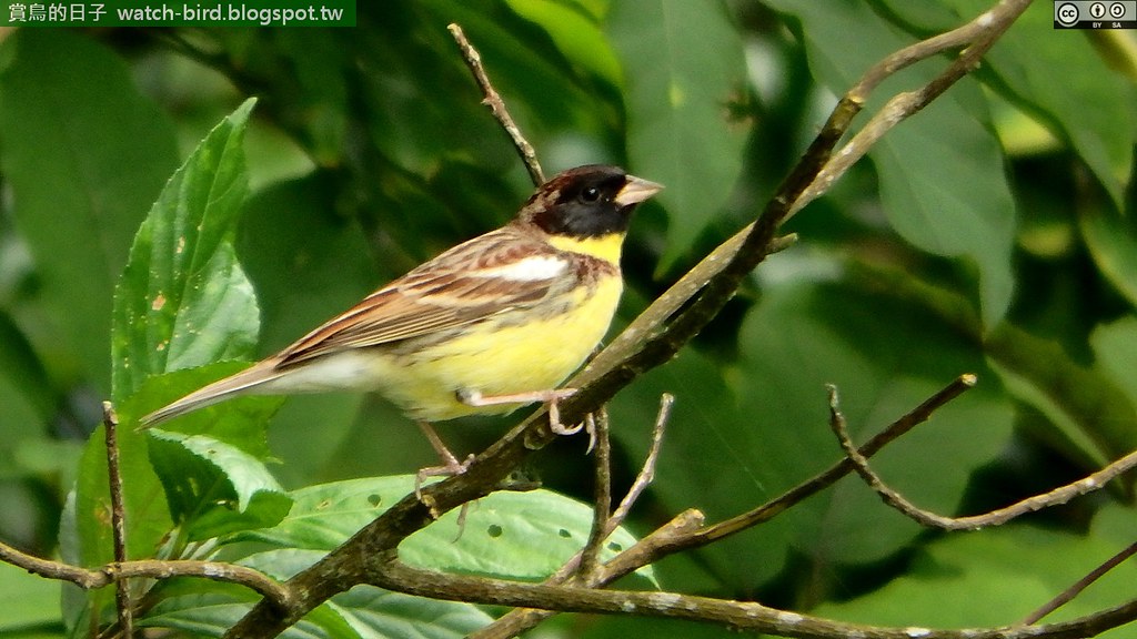 AviSample Network tweet media