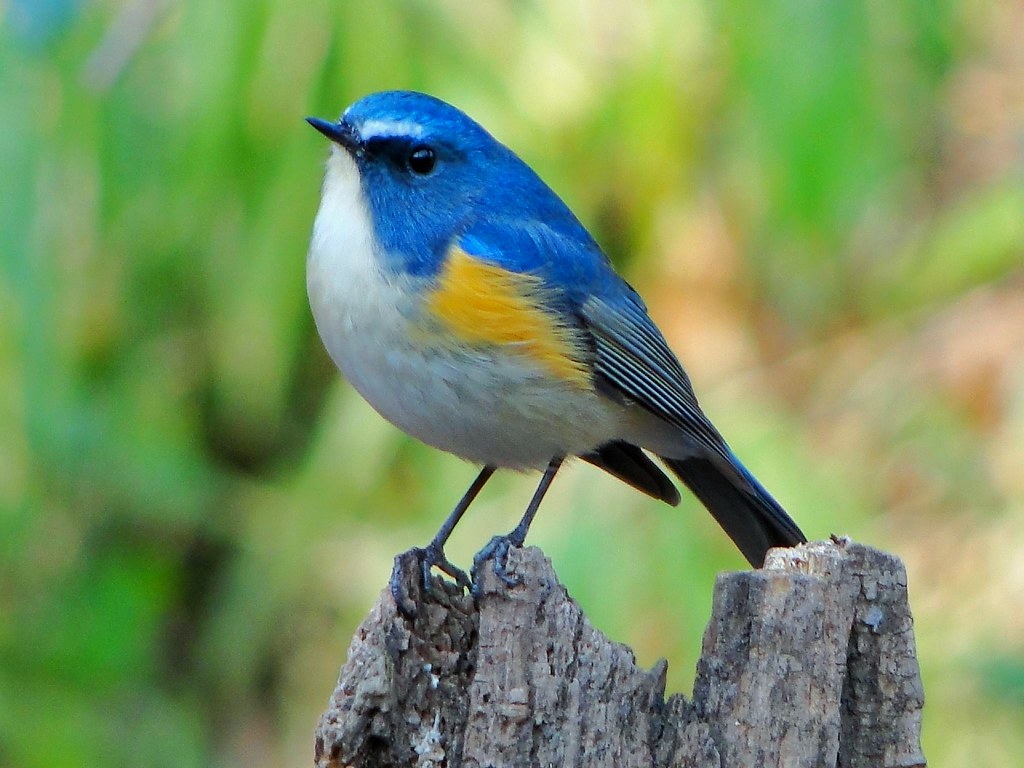 AviSample Network tweet media