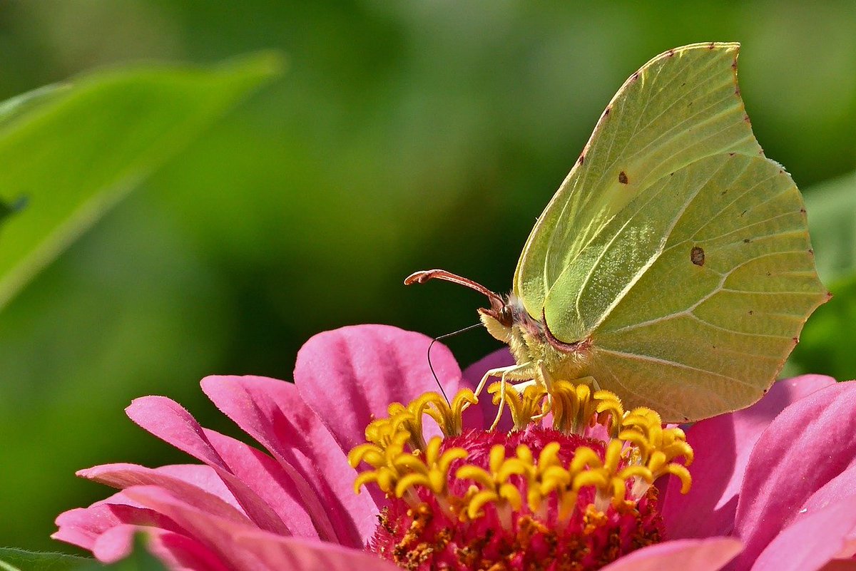 ktanimara's tweet photo. #Butterflies #CommonBrimstone
Female Gonepteryx rhamni On Garden Zinnia Conservation status: Least Concern: Europe https://t.co/dmrs6p5O2v Mediterranean https://t.co/kTM5GQqPX4
Photo by jggrz at Pixabay, Greiz, Thuringia, Germany, November 25, 2023
#GardeningTwitter #GardeningX https://t.co/yHjHiawrd5