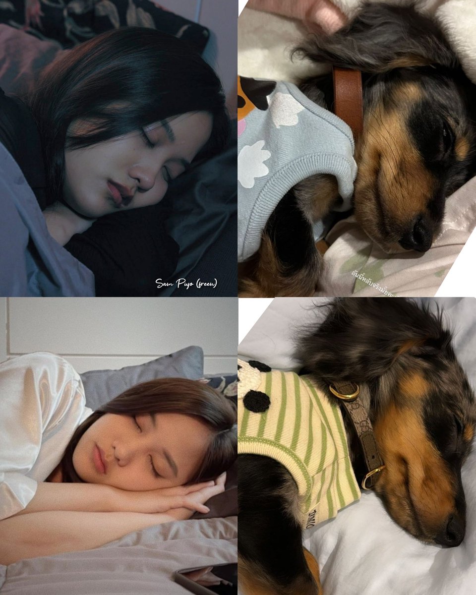 Sampiyo_freen's tweet photo. Rest well my loves🐰🐶
Goodnight 🌌😴

#srchafreen #Fluffy https://t.co/2XGsQdFlVZ