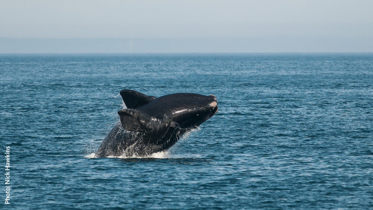 DEFEND WHALES: With only about 356 North Atlantic right whales left, we can’t let Congress take away essential protections for the species. Stand up for the #RightWhaleToSave today by adding your name: oceana.ly/3sdzmLq
